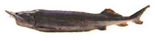 Beluga Kaviar